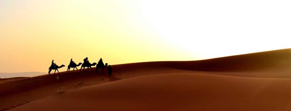 En bild på kameler i öknen