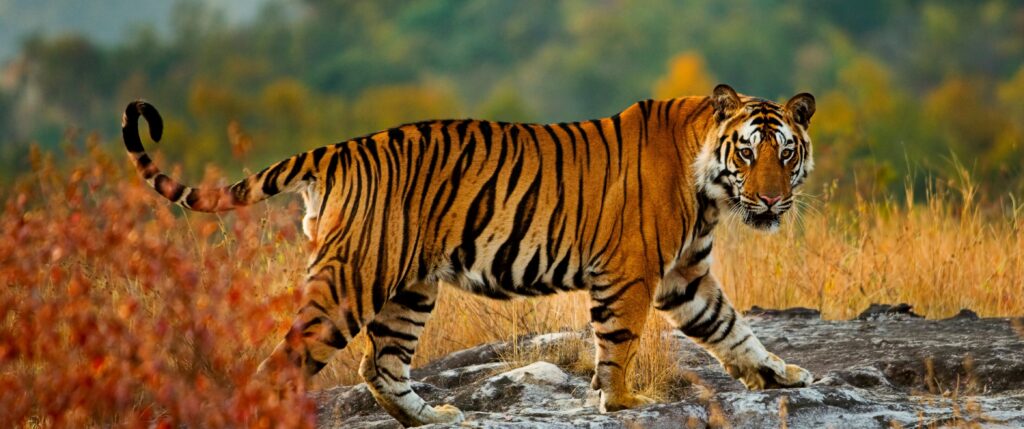 En bild på en tiger