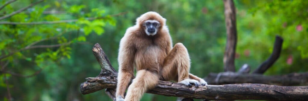 En bild på en gibbon apa på Borneo
