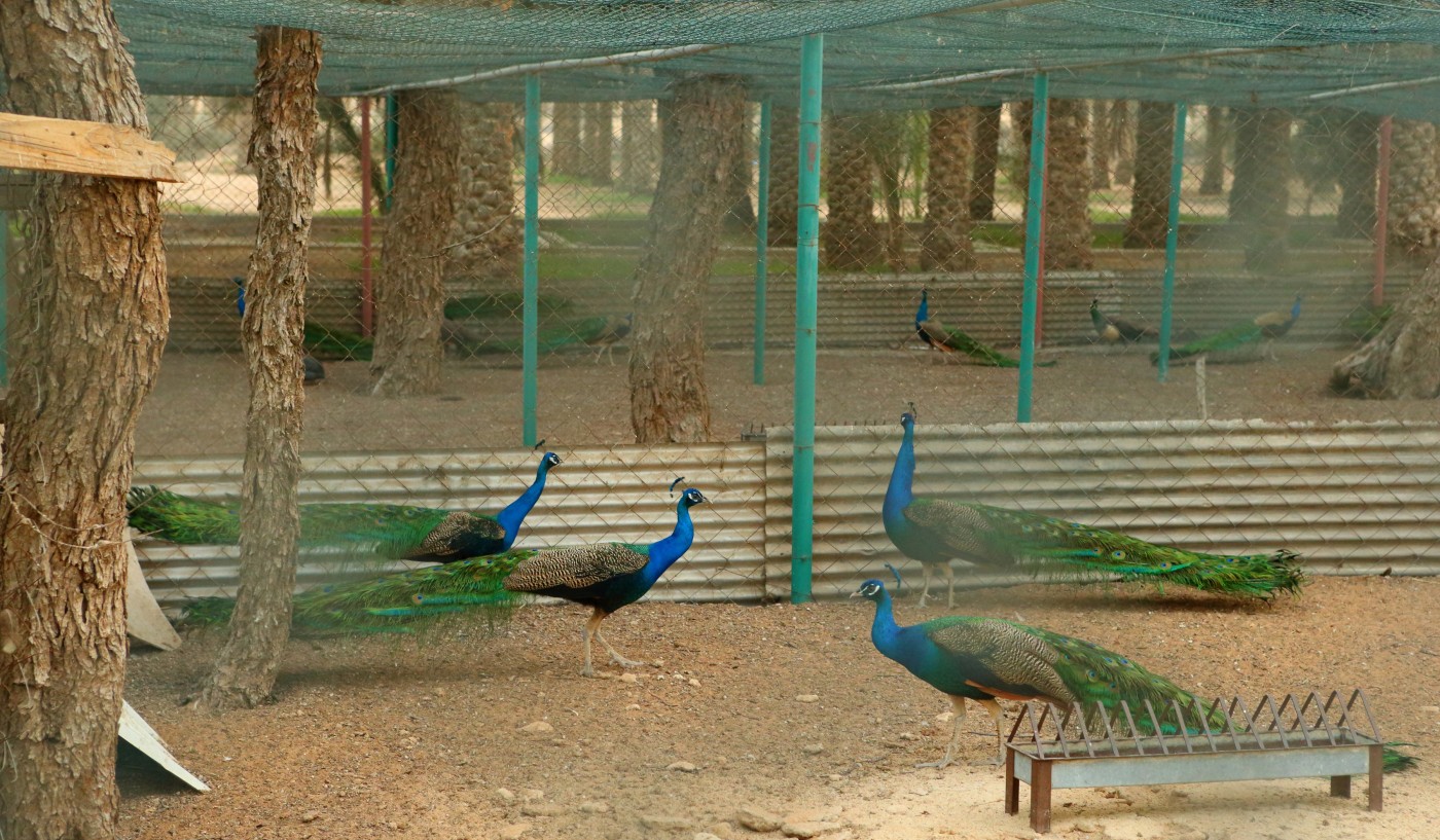 Rabiaa Farm Dubai