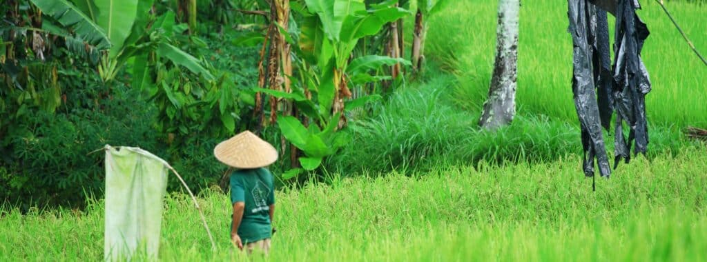 En bild på ett risfält på Bali
