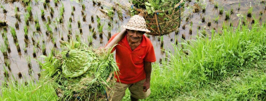 En bild på en bonde i Bali